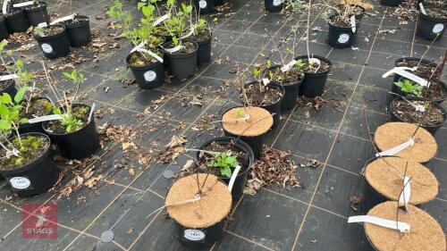 6 HYDRANGEA PANICULATA 'VANILLA FRAISE'