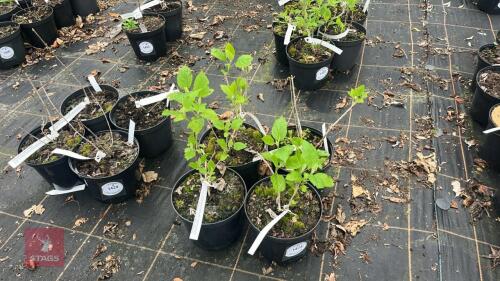 4 HYDRANGEA ARBORESCENS 'ANNABELLE'