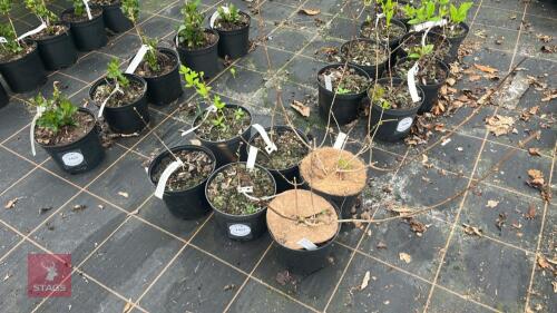 6 HYDRANGEA PANICULATA 'POLAR BEAR'