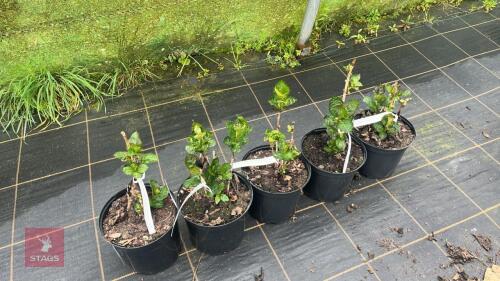 5 HYDRANGEA MACROPHYLLA