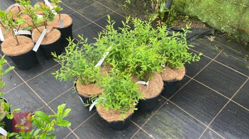 6 SPIRAEA ARGUTA