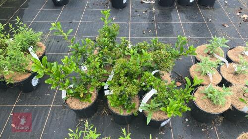 9 PYRACANTHA 'CADROU' (SAPHYR RED)