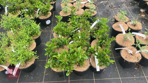 10 PYRACANTHA 'CADROU' (SAPHYR RED)