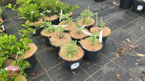 8 PEROVSKIA 'BLUE SPIRE'