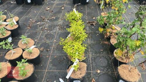 6 ABELIA X GRANDIFLORA