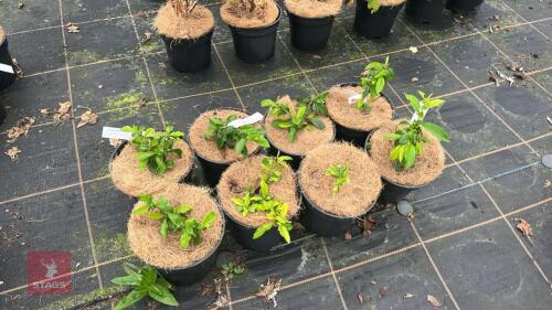 8 CHAENOMELES SPECIOSA 'YUKIGOTEN'