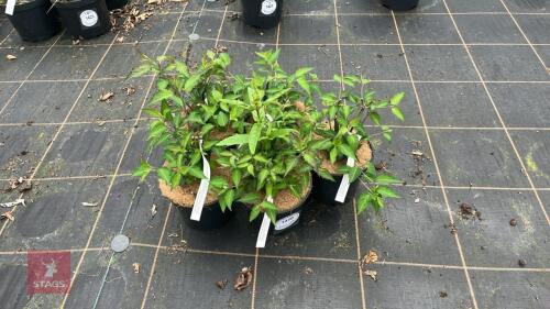 5 LEYCESTERIA FORMOSA
