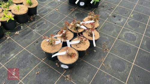 7 PHYSOCARPUS OPUFOLIUS 'DIABOLO'