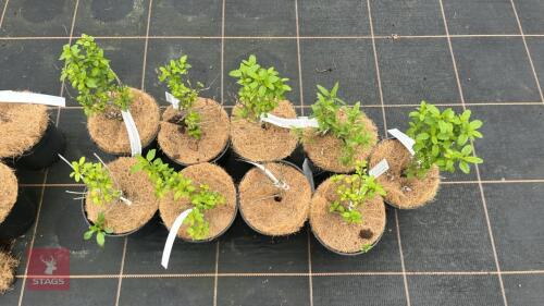 9 CARYOPTERIS 'DARK KNIGHT'