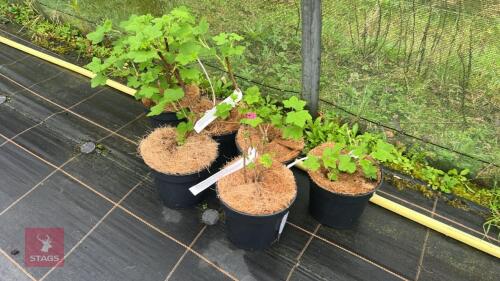 6 RIBES SANGUINEUM 'KING EDWARD VII'