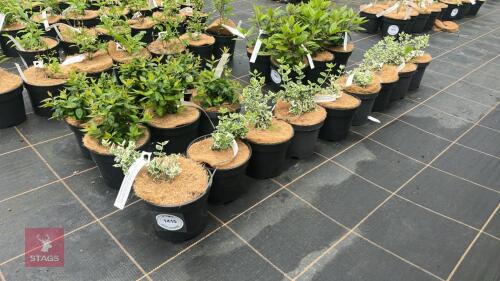 9 EUONYMOUS FORTUNEI 'EMERALD GAITEY'