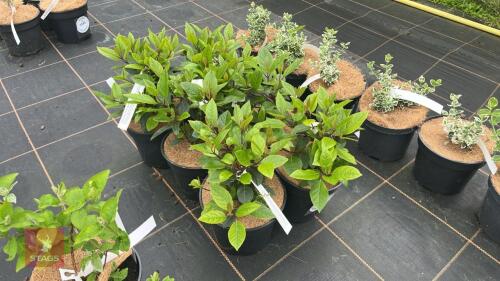 6 VIBURNUM TINUS 'SPIRIT'