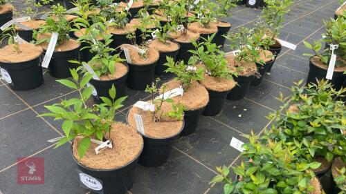 7 DEUTZIA PULCHRA