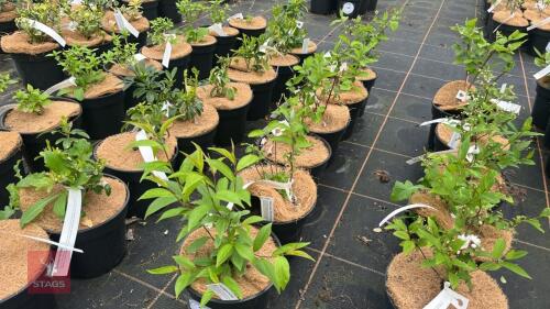 6 PRUNUS GLANDULOSA 'ALBA PLENA'