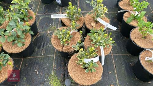 5 PACHYSANDRA TERMINALIS 'VARIEGATA'