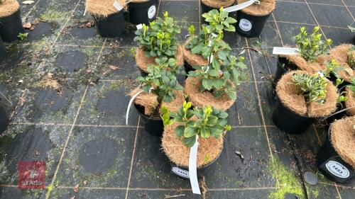5 PACHYSANDRA TERMINALIS