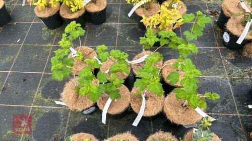 8 VIBURNUM OPULUS 'STERILE'