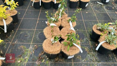 7 CHAENOMELES X SUPERBA 'PINK LADY'
