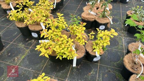 5 SPIRAEA JAPONICA 'GOLD FLAME'