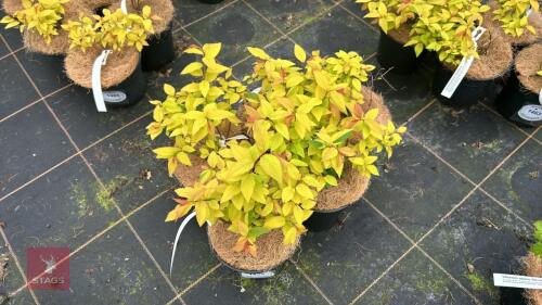 5 SPIRAEA JAPONICA 'GOLD FLAME'