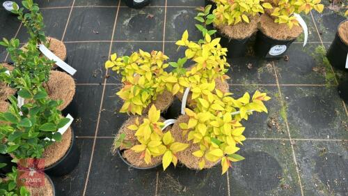 4 SPIRAEA JAPONICA 'GOLD FLAME'