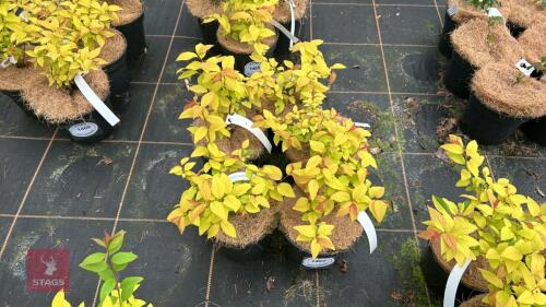 5 SPIRAEA JAPONICA 'GOLD FLAME'