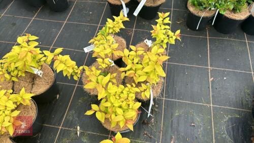5 SPIRAEA JAPONICA 'GOLD FLAME'