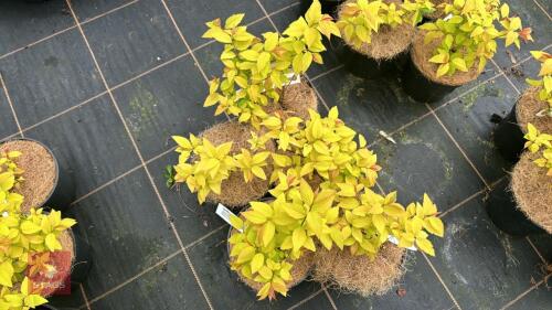 5 SPIRAEA JAPONICA 'GOLD FLAME'