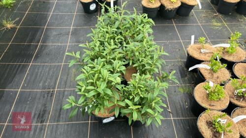 8 CISTUS X PURPUREUS 'ALANFRADD'