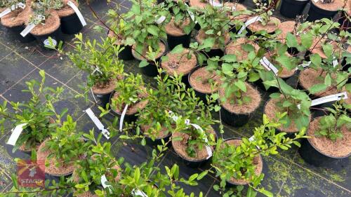 5 PYRCANTHA 'CADAUNE'