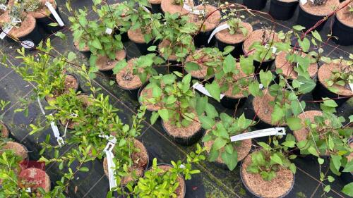7 POLYGONUM FALLOPIA BALDSCHUANICA