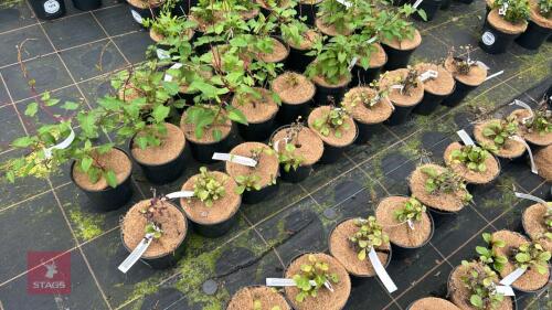 9 CERATOSTIGMA PLUMAGINOIDES
