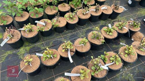 8 CERATOSTIGMA PLUMAGINOIDES