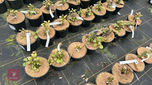 8 CERATOSTIGMA PLUMAGINOIDES
