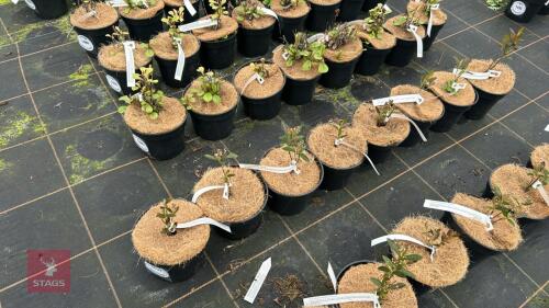 8 ARONIA ARBUTIFOLIA 'ERECTA'