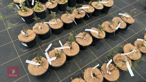 8 ARONIA ARBUTIFOLIA 'ERECTA'