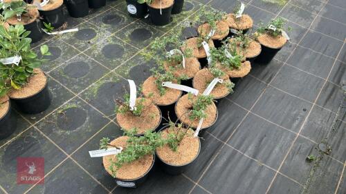 13 POTENTILLA FRUTICOSA 'PRIMROSE BEAUTY