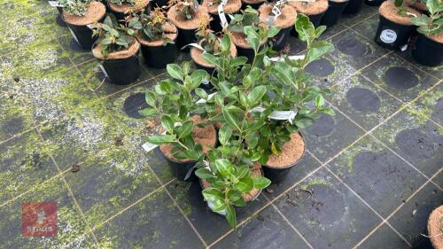 4 OLEARIA TRAVERSII