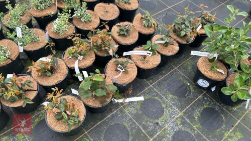 7 LEUCOTHOE 'LOVITA'