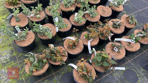 7 LEUCOTHOE 'LOVITA'