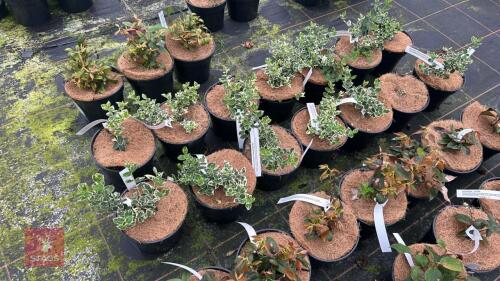 7 EUONYMUS FORTUNEI 'EMERALD GAIETY'