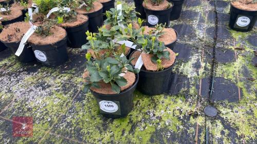 5 PACHYSANDRA TERMINALIS
