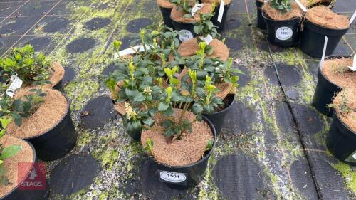 5 PACHYSANDRA TERMINALIS