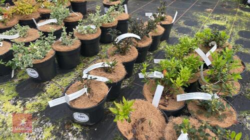 6 MIXED SHRUBS