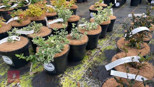 5 EUONYMUS FORTUNEI 'EMERALD GAIETY'