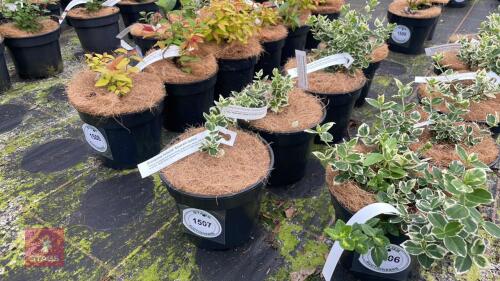 4 MIXED SHRUBS
