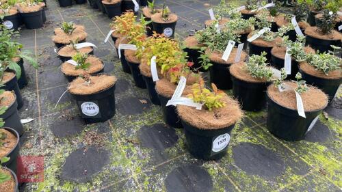 6 SPIRAEA JAPONICA 'GOLD MOUND'