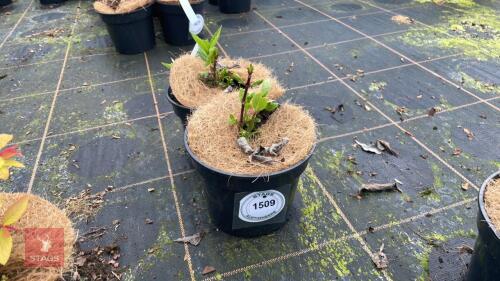 2 HYDRANGEA PANICULATA 'DHARUMA'
