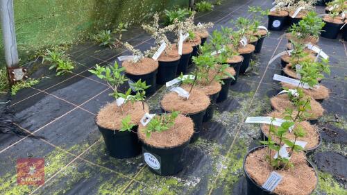9 PHILADELPHUS BELLE ETOILE SHRUBS