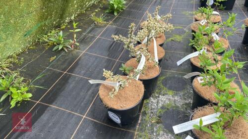 5 COTONEASTER 'ERLINDA' SHRUBS